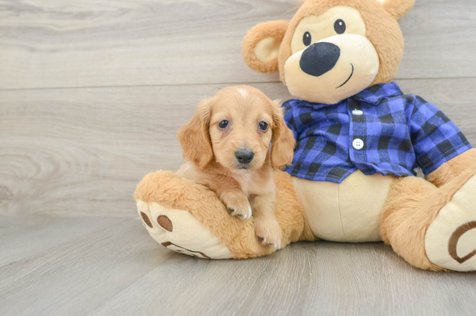 6 week old Dachshund Puppy For Sale - Fairfield Furbabies