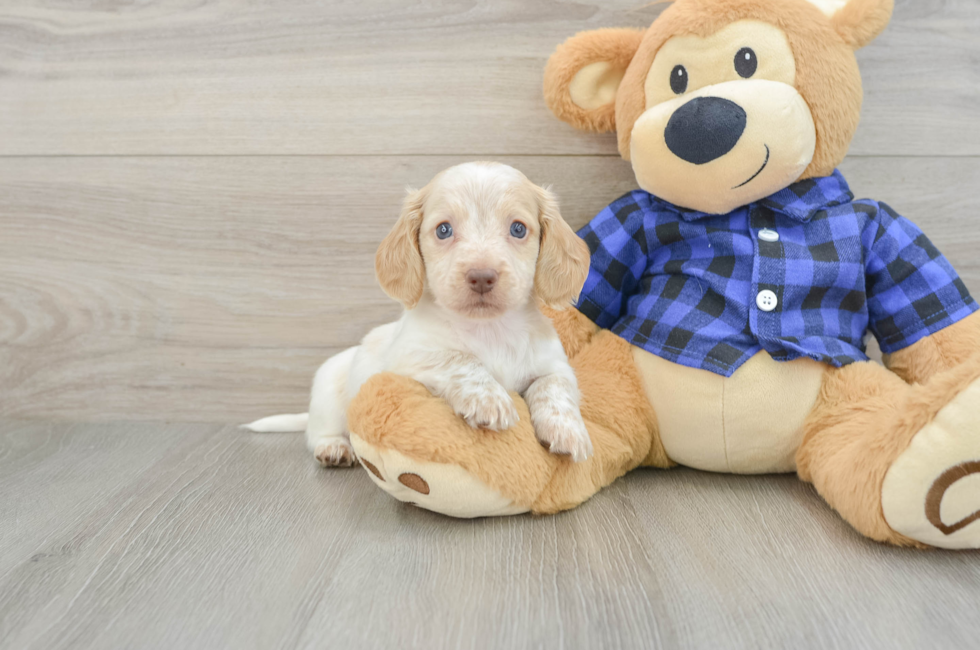 6 week old Dachshund Puppy For Sale - Fairfield Furbabies