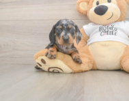 7 week old Dachshund Puppy For Sale - Fairfield Furbabies