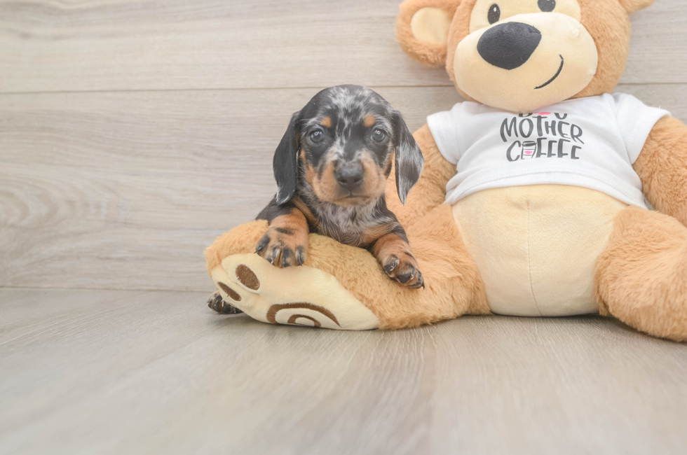 7 week old Dachshund Puppy For Sale - Fairfield Furbabies