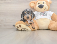 7 week old Dachshund Puppy For Sale - Fairfield Furbabies
