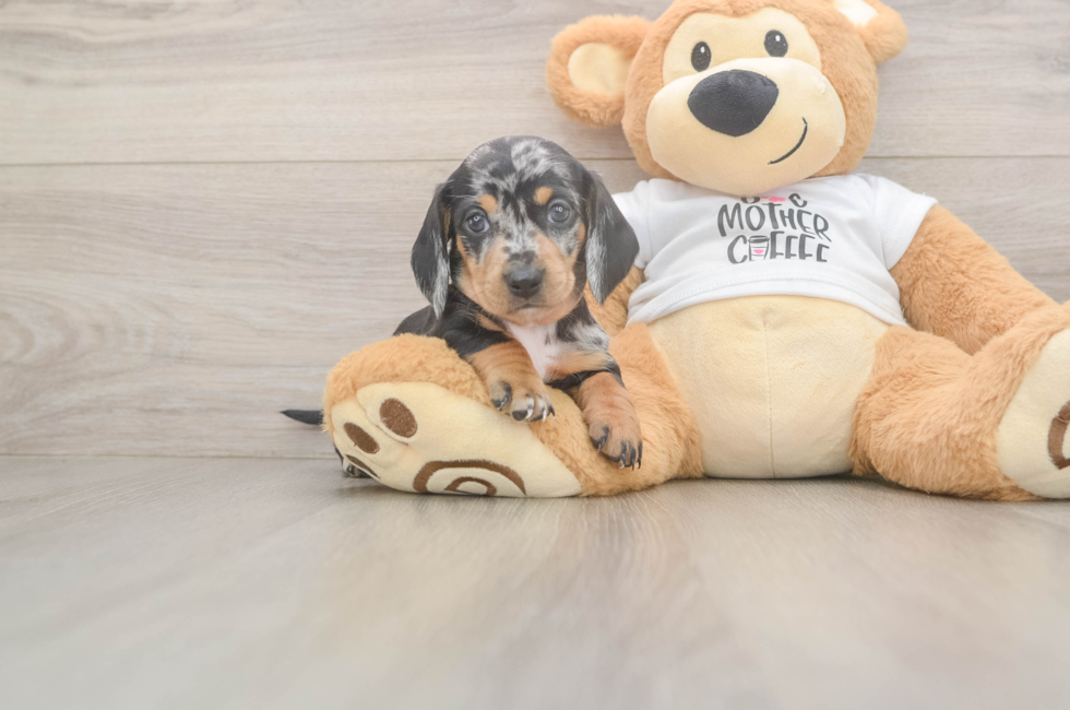 7 week old Dachshund Puppy For Sale - Fairfield Furbabies