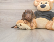 6 week old Dachshund Puppy For Sale - Fairfield Furbabies