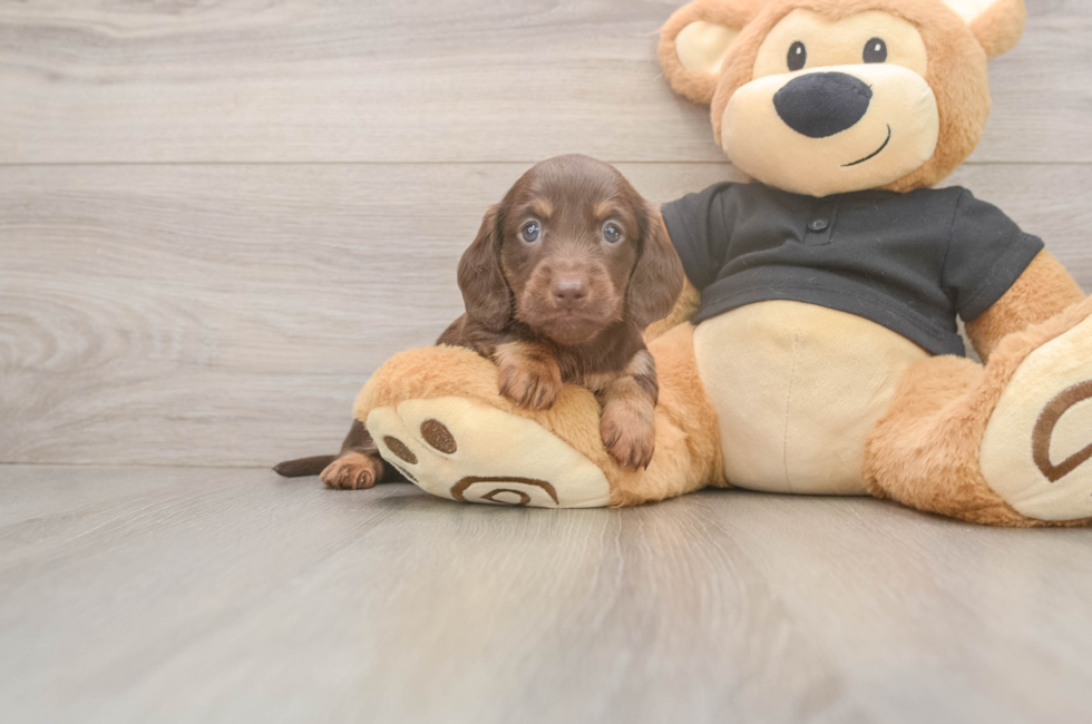 6 week old Dachshund Puppy For Sale - Fairfield Furbabies