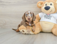 7 week old Dachshund Puppy For Sale - Fairfield Furbabies