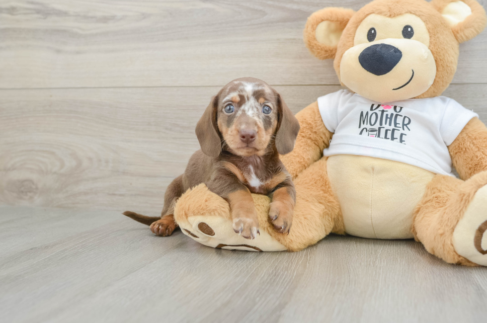 7 week old Dachshund Puppy For Sale - Fairfield Furbabies