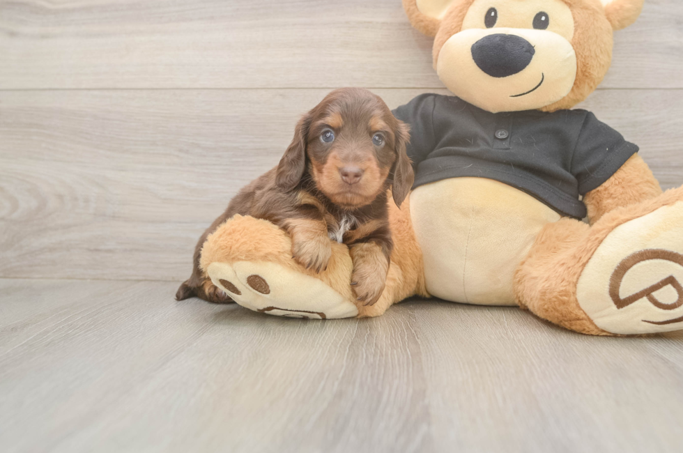 5 week old Dachshund Puppy For Sale - Fairfield Furbabies