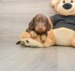 6 week old Dachshund Puppy For Sale - Fairfield Furbabies