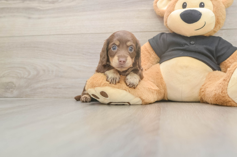 5 week old Dachshund Puppy For Sale - Fairfield Furbabies