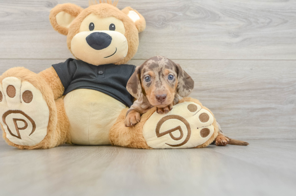6 week old Dachshund Puppy For Sale - Fairfield Furbabies