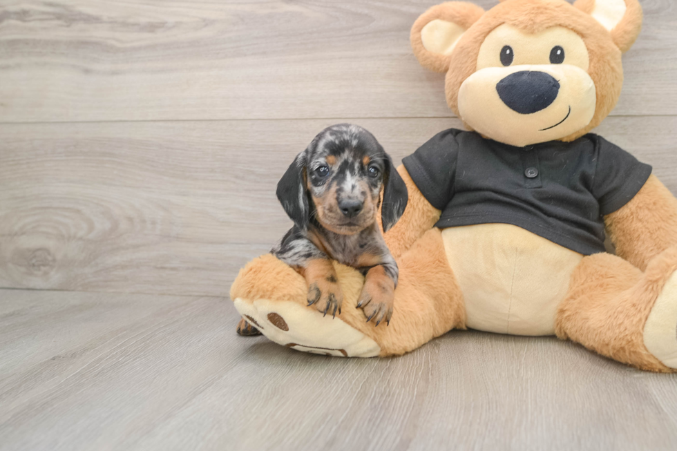 Dachshund Pup Being Cute