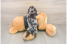 Dachshund Pup Being Cute