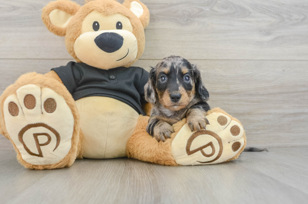 6 week old Dachshund Puppy For Sale - Fairfield Furbabies