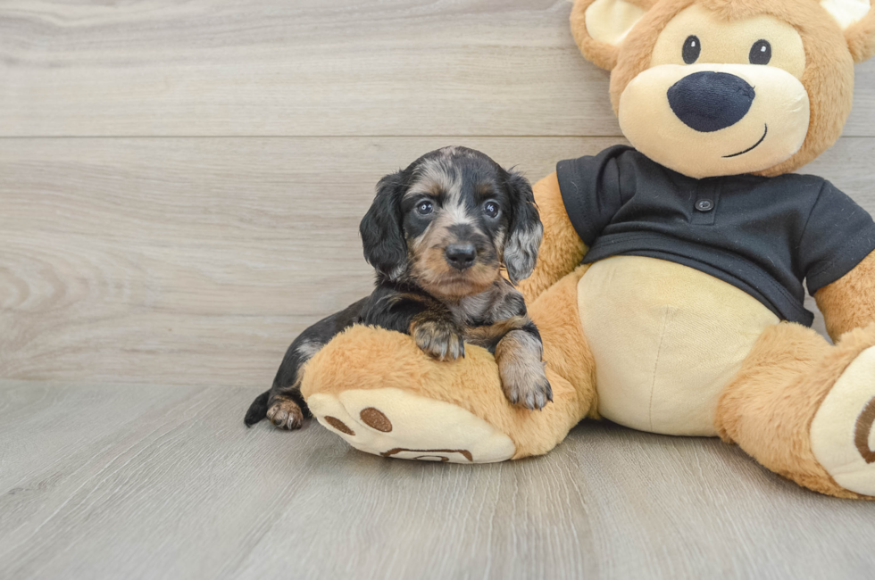6 week old Dachshund Puppy For Sale - Fairfield Furbabies