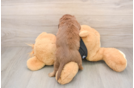 Dachshund Pup Being Cute