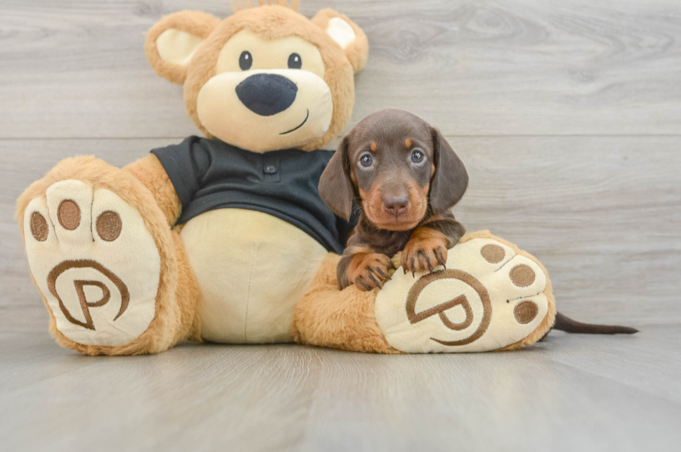 6 week old Dachshund Puppy For Sale - Fairfield Furbabies