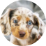 Dachshund Puppies For Sale - Fairfield Furbabies Dachshund Puppies For Sale - Fairfield Furbabies
