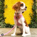 Cute Cavalier King Charles Spaniel Purebred Pup Cute Cavalier King Charles Spaniel Purebred Pup