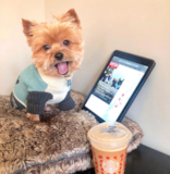Cute Yorkie Purebred Pup Cute Yorkie Purebred Pup