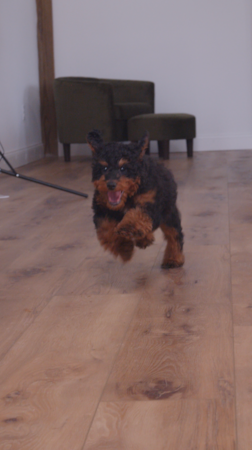 Fairfield Furbabies Cavapoos are exactly like this in real life: happy, people-focused, a little bit dramatic and always ready to turn a regular weekday into something fun.