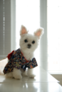 Cute Maltipom Pup Cute Maltipom Pup