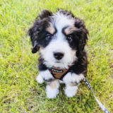 Cute Mini Bernadoodle Poodle Mix Pup Cute Mini Bernadoodle Poodle Mix Pup