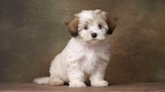 Cute Havachon Pup Cute Havachon Pup