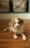 Cute Mini Aussie Pup Cute Mini Aussie Pup