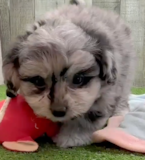 Cute Pomachon Pup