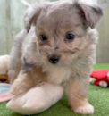Cute Aussiechon Pup