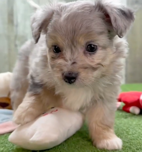 Cute Aussiechon Pup