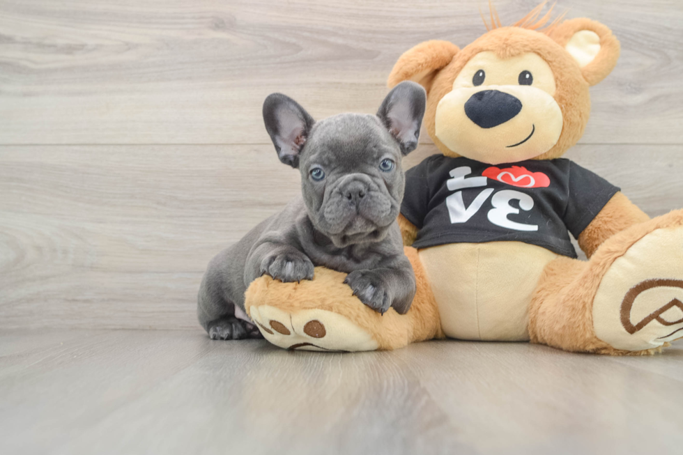 French Bulldog Pup Being Cute