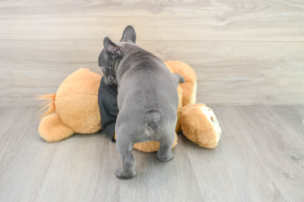 Best French Bulldog Baby