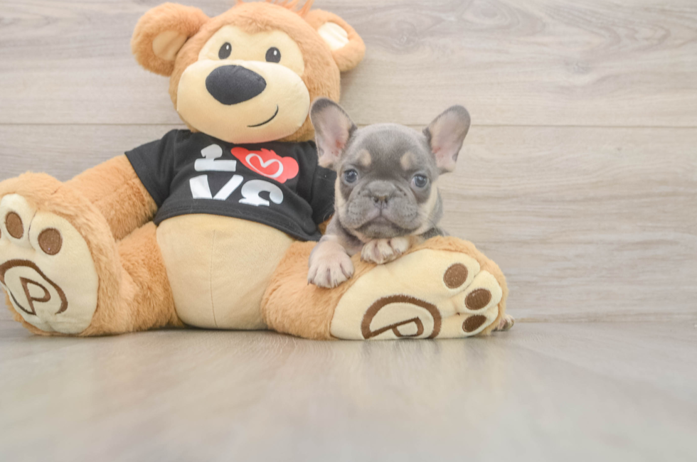 7 week old French Bulldog Puppy For Sale - Fairfield Furbabies