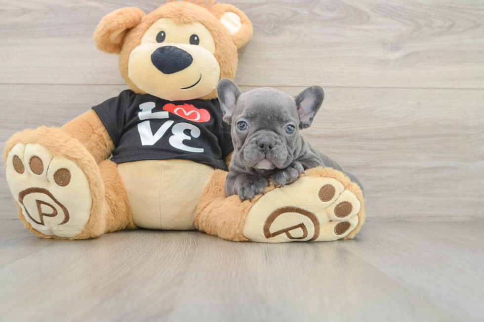 French Bulldog Puppy for Adoption