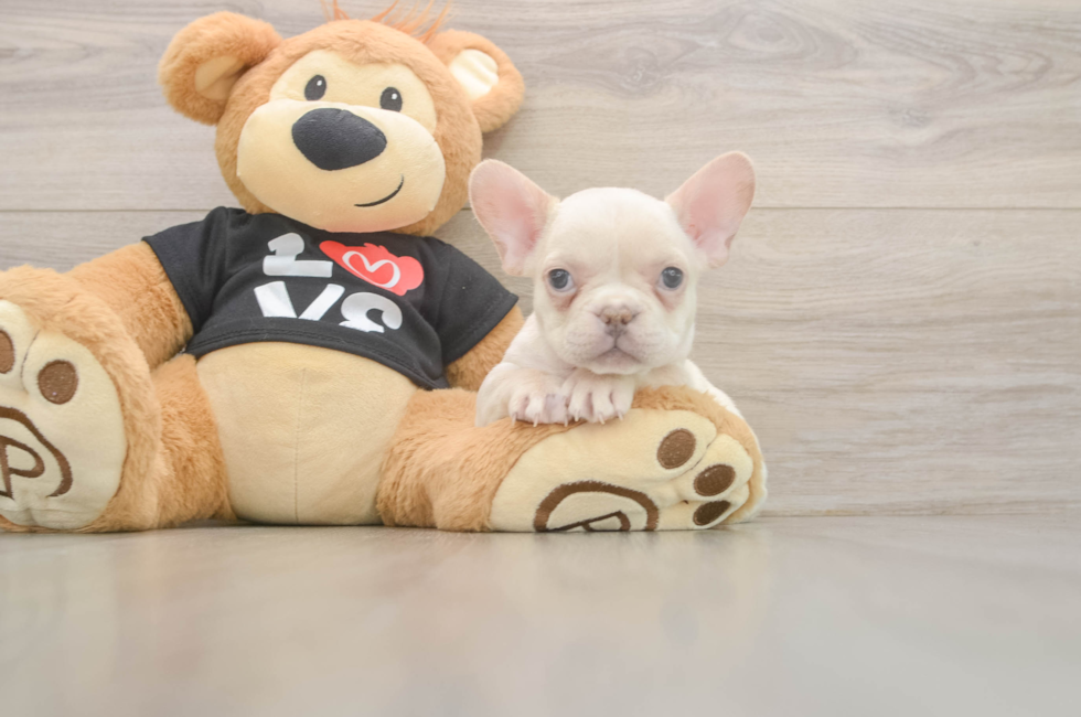 7 week old French Bulldog Puppy For Sale - Fairfield Furbabies