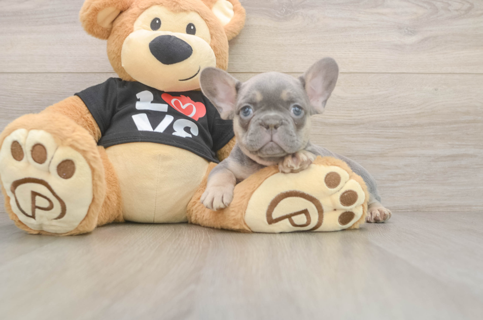 7 week old French Bulldog Puppy For Sale - Fairfield Furbabies