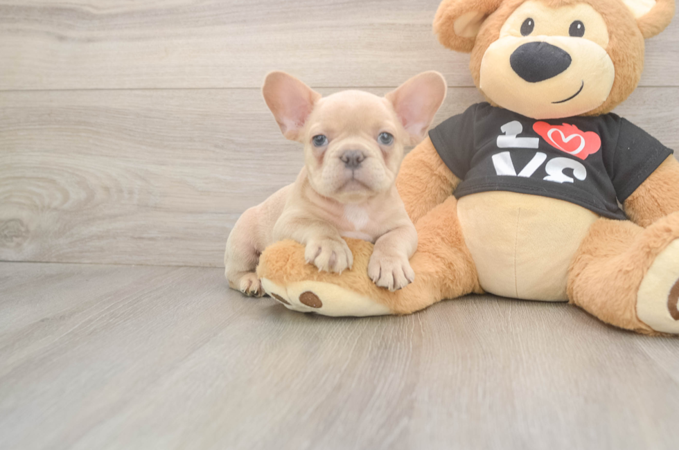 7 week old French Bulldog Puppy For Sale - Fairfield Furbabies