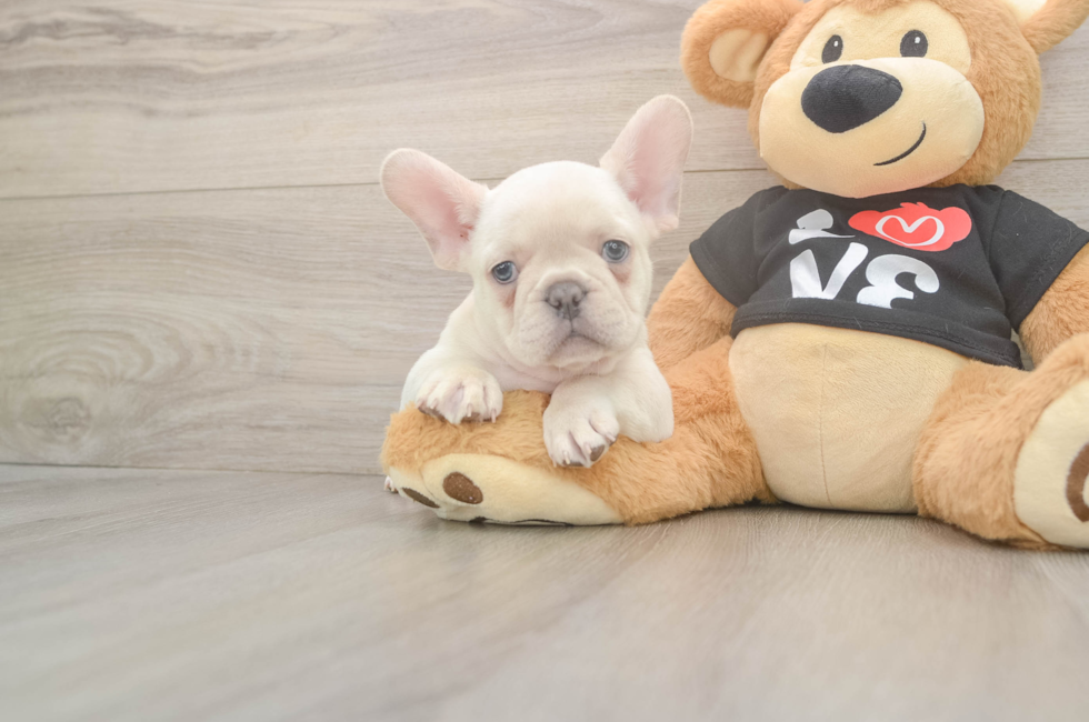 7 week old French Bulldog Puppy For Sale - Fairfield Furbabies