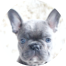 French Bulldog Puppies For Sale - Fairfield Furbabies French Bulldog Puppies For Sale - Fairfield Furbabies
