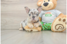 French Bulldog Pup Being Cute