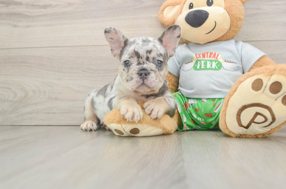 8 week old French Bulldog Puppy For Sale - Fairfield Furbabies