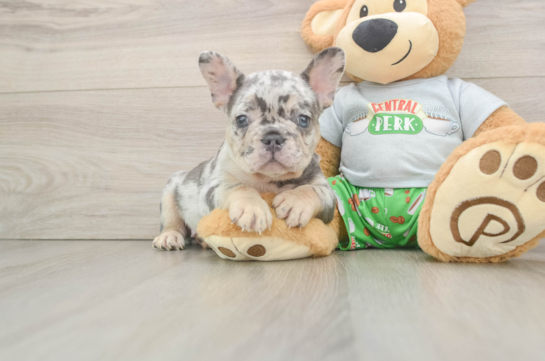 French Bulldog Pup Being Cute