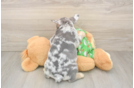 Best French Bulldog Baby