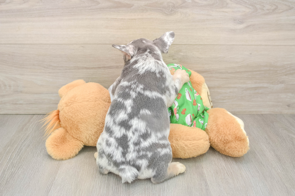 Best French Bulldog Baby