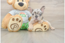 Popular French Bulldog Purebred Pup