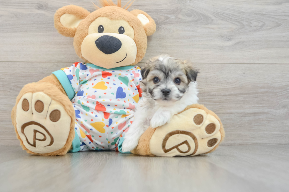 6 week old Havachon Puppy For Sale - Fairfield Furbabies
