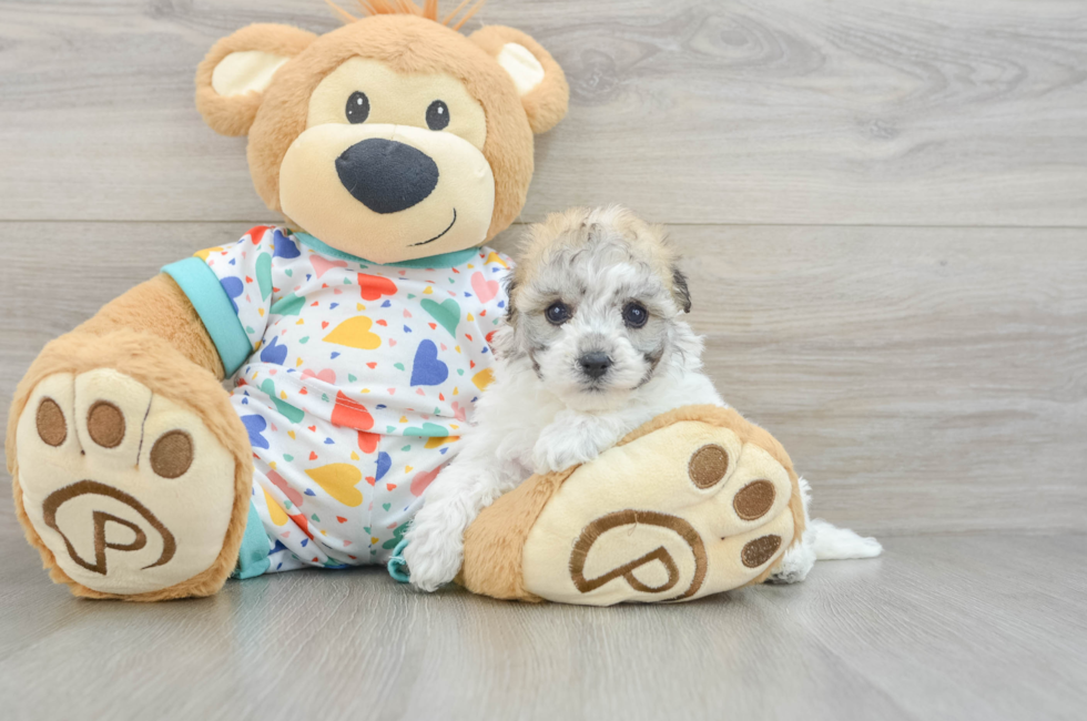 6 week old Havachon Puppy For Sale - Fairfield Furbabies