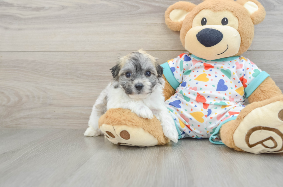 6 week old Havachon Puppy For Sale - Fairfield Furbabies