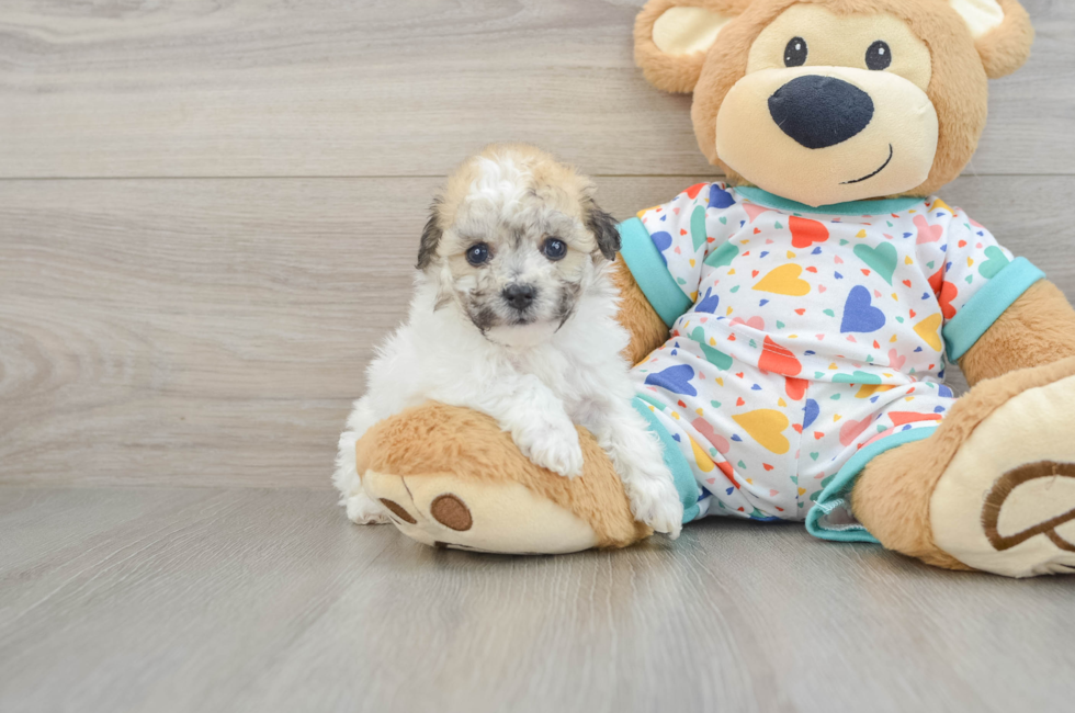 6 week old Havachon Puppy For Sale - Fairfield Furbabies